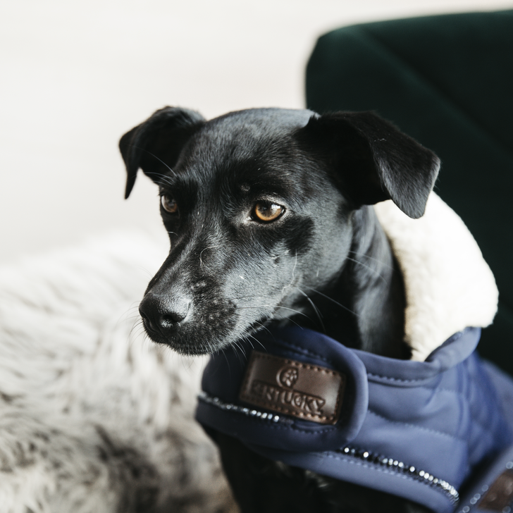 Pearls dog coat - Kentucky