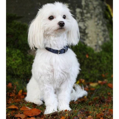 Collier pour chien Hollywood Glamorous - SD Design