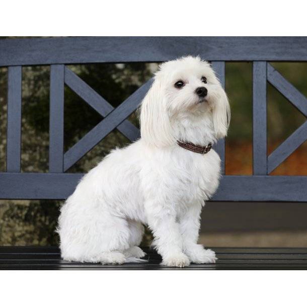 Collier pour chien Hollywood Glamorous - SD Design
