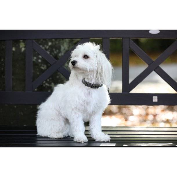 Collier pour chien Hollywood Glamorous - SD Design