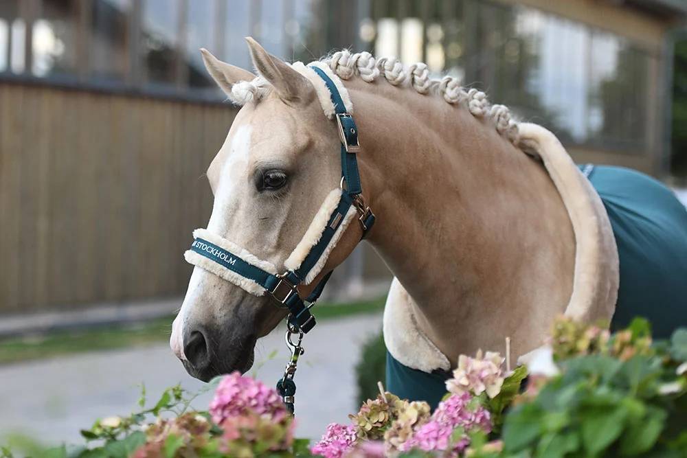 Licol doublé mouton et longe Equestrian Stockholm - Emerald