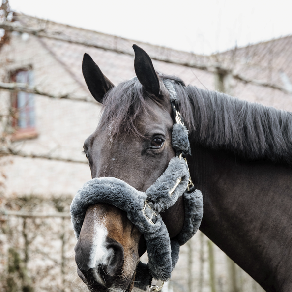 Licol de transport mouton - Kentucky