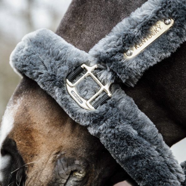 Licol de transport mouton - Kentucky