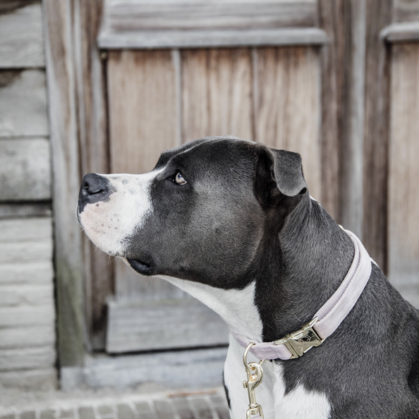 Collier pour chien Velvet - Kentucky