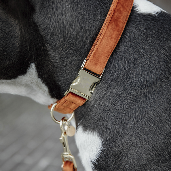 Collier pour chien Velvet - Kentucky