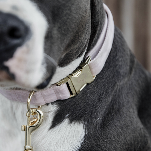 Collier pour chien Velvet - Kentucky