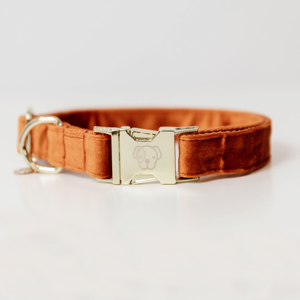 Collier pour chien Velvet - Kentucky