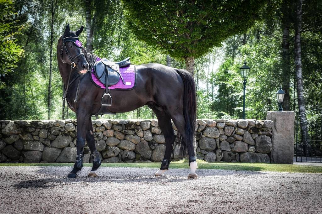 Vivid Viola saddle pad - Equito