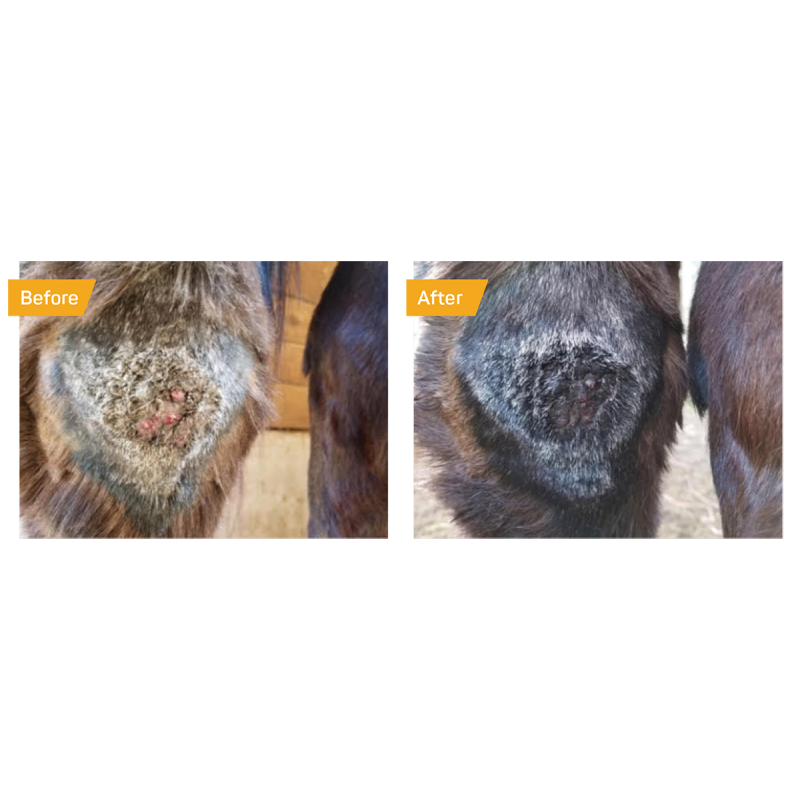 Crème cicatrisante au miel Silver Honey - Absorbine