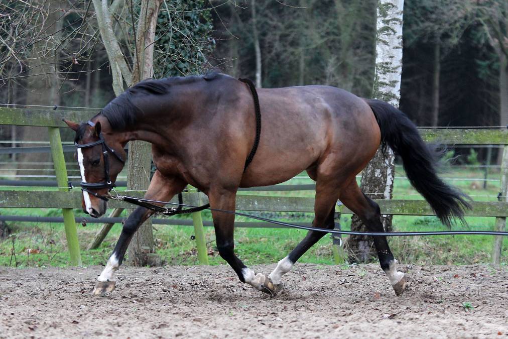 Cotton lunge reins - Horka