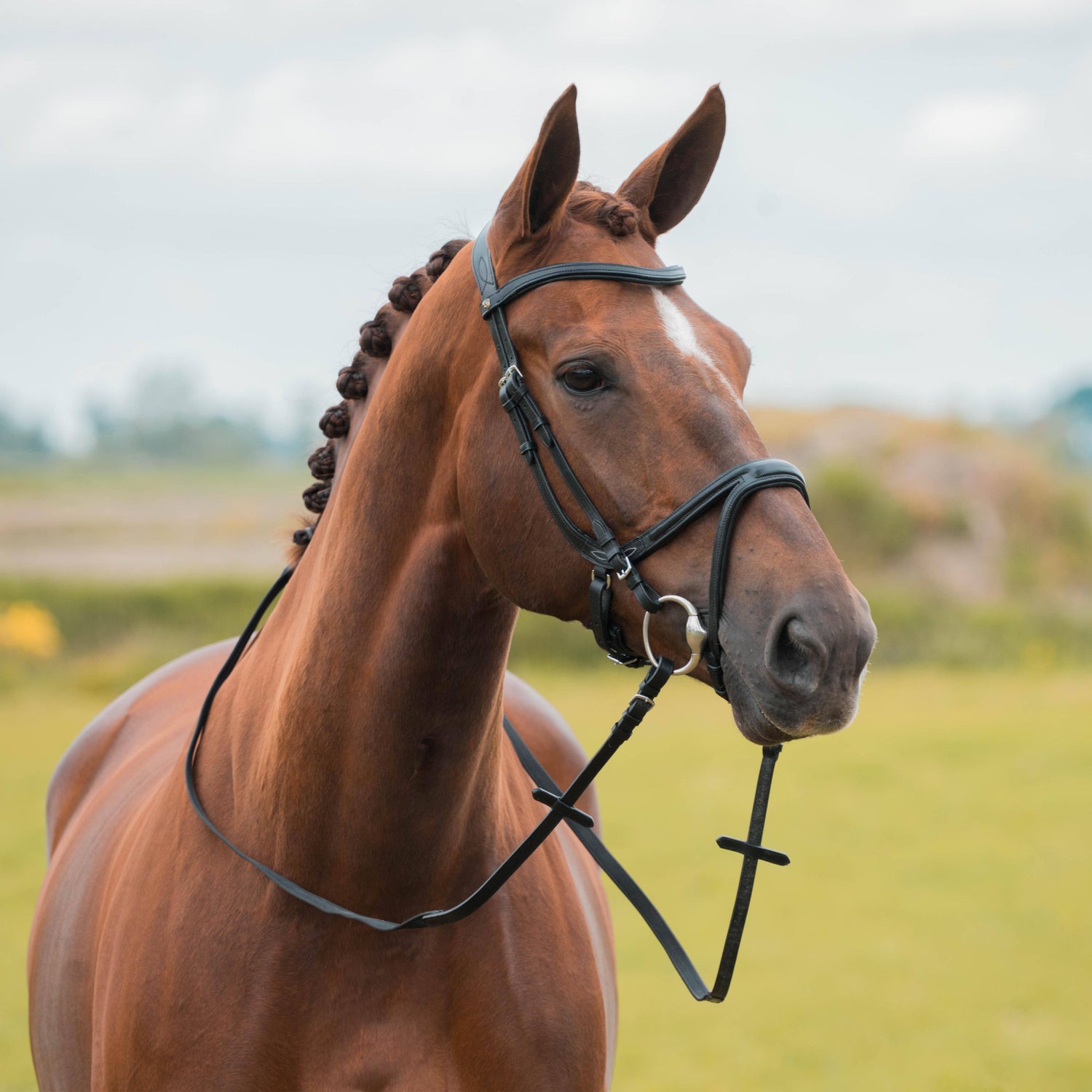 Kapitano bridle - Horka