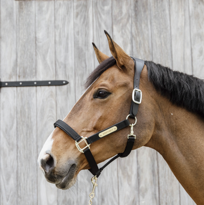 Anatomical nylon halter - Kentucky
