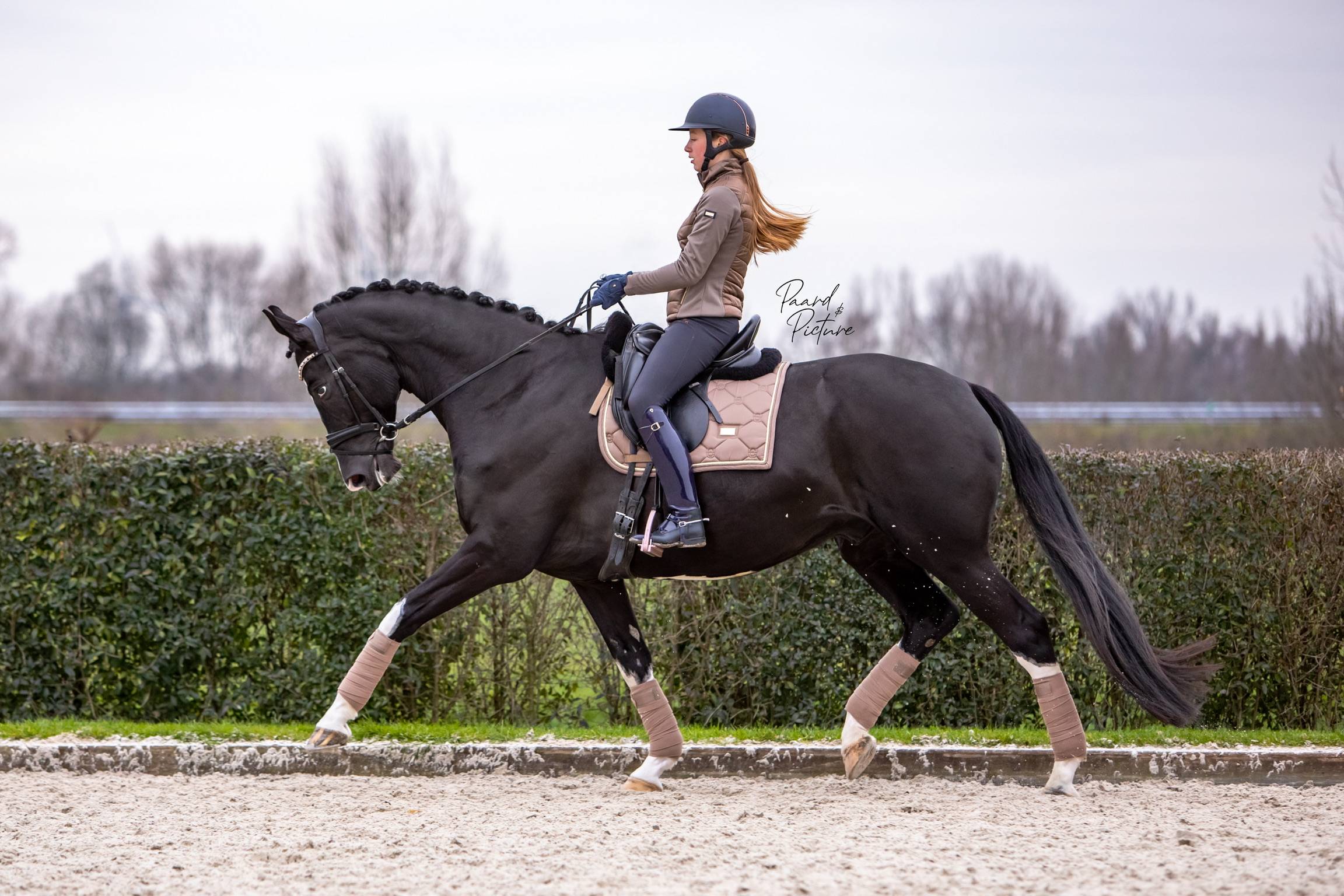 Polo bands Champagne - Equestrian Stockholm