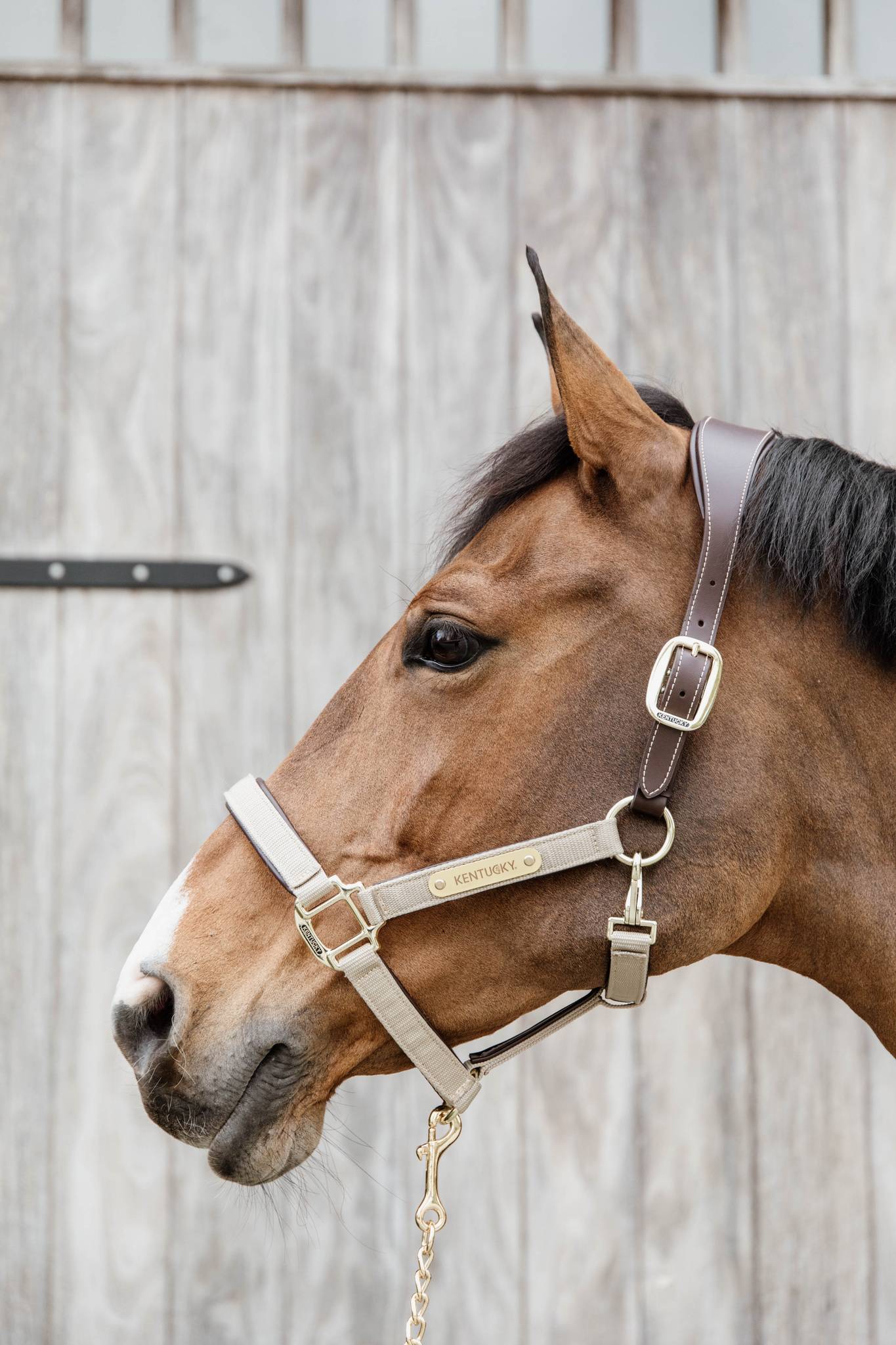 Anatomical nylon halter - Kentucky
