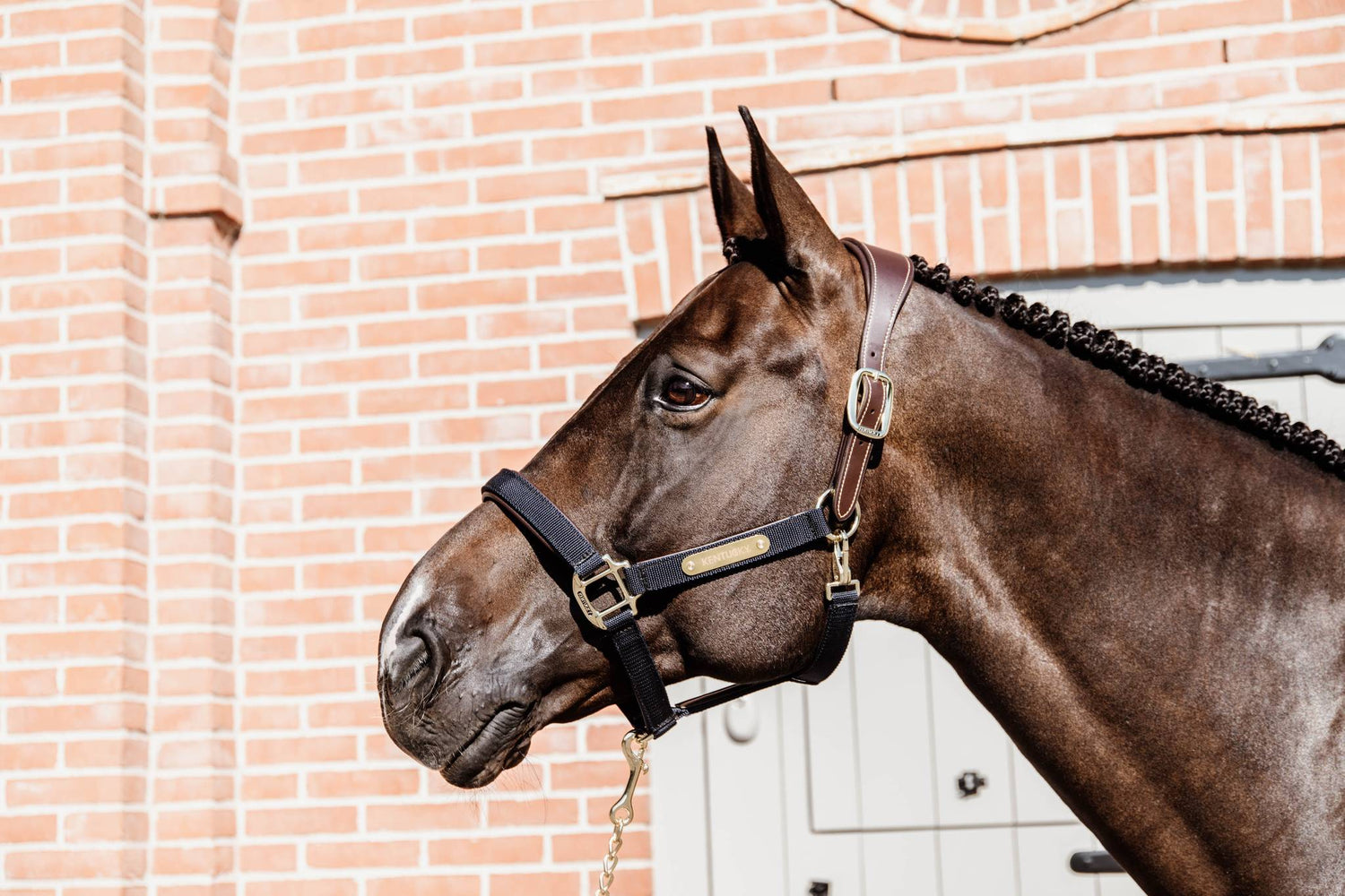 Anatomical nylon halter - Kentucky