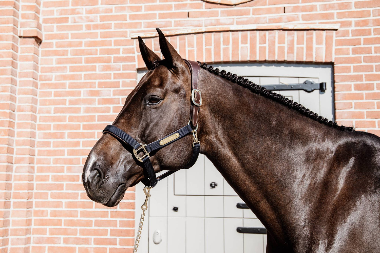 Anatomical nylon halter - Kentucky