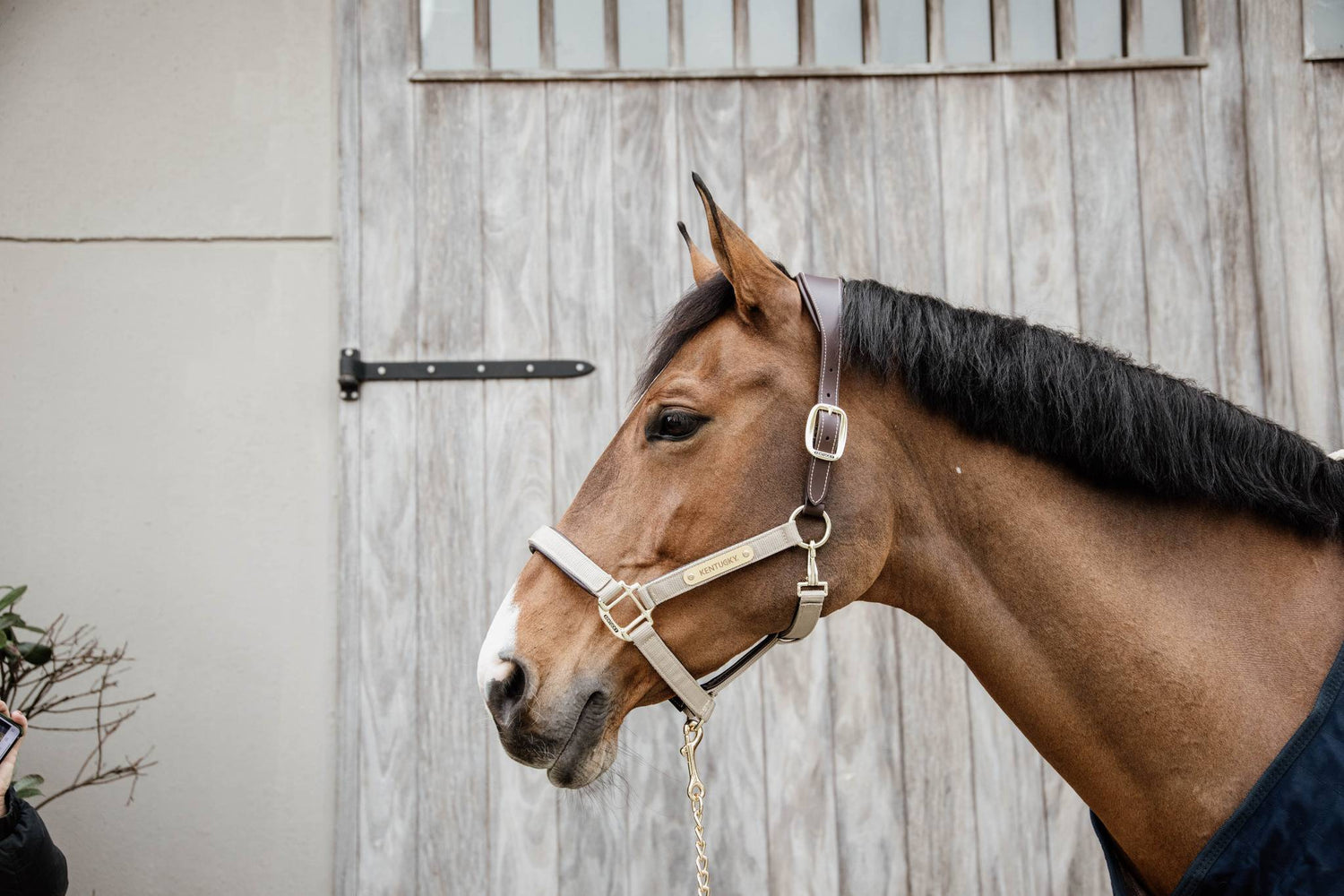 Anatomical nylon halter - Kentucky
