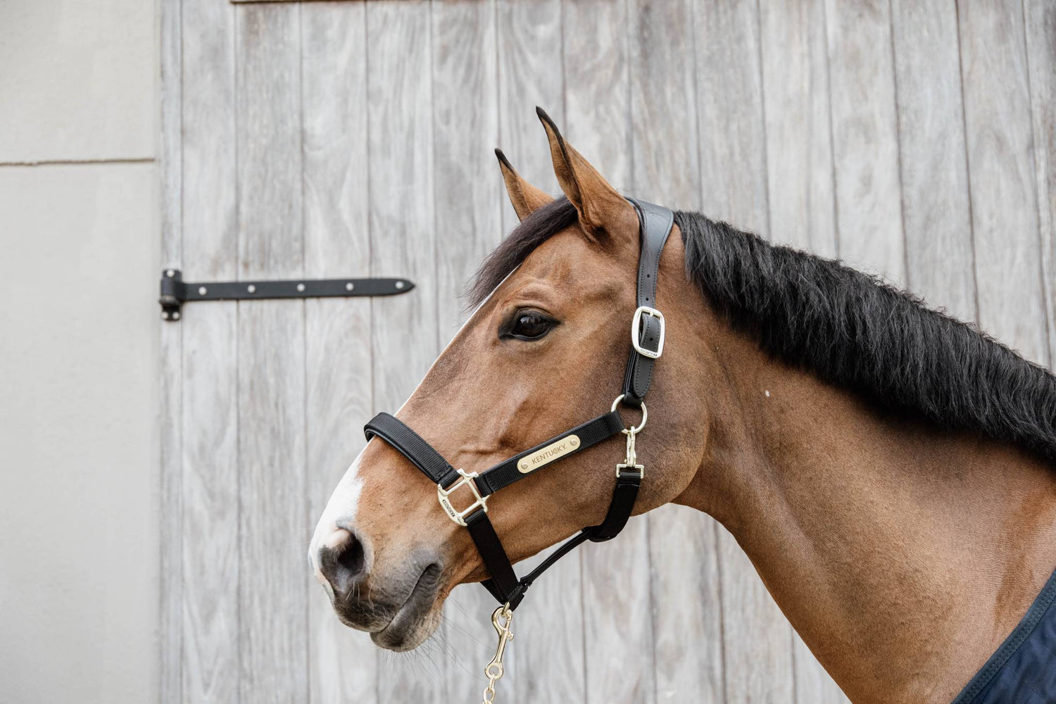 Anatomical nylon halter - Kentucky