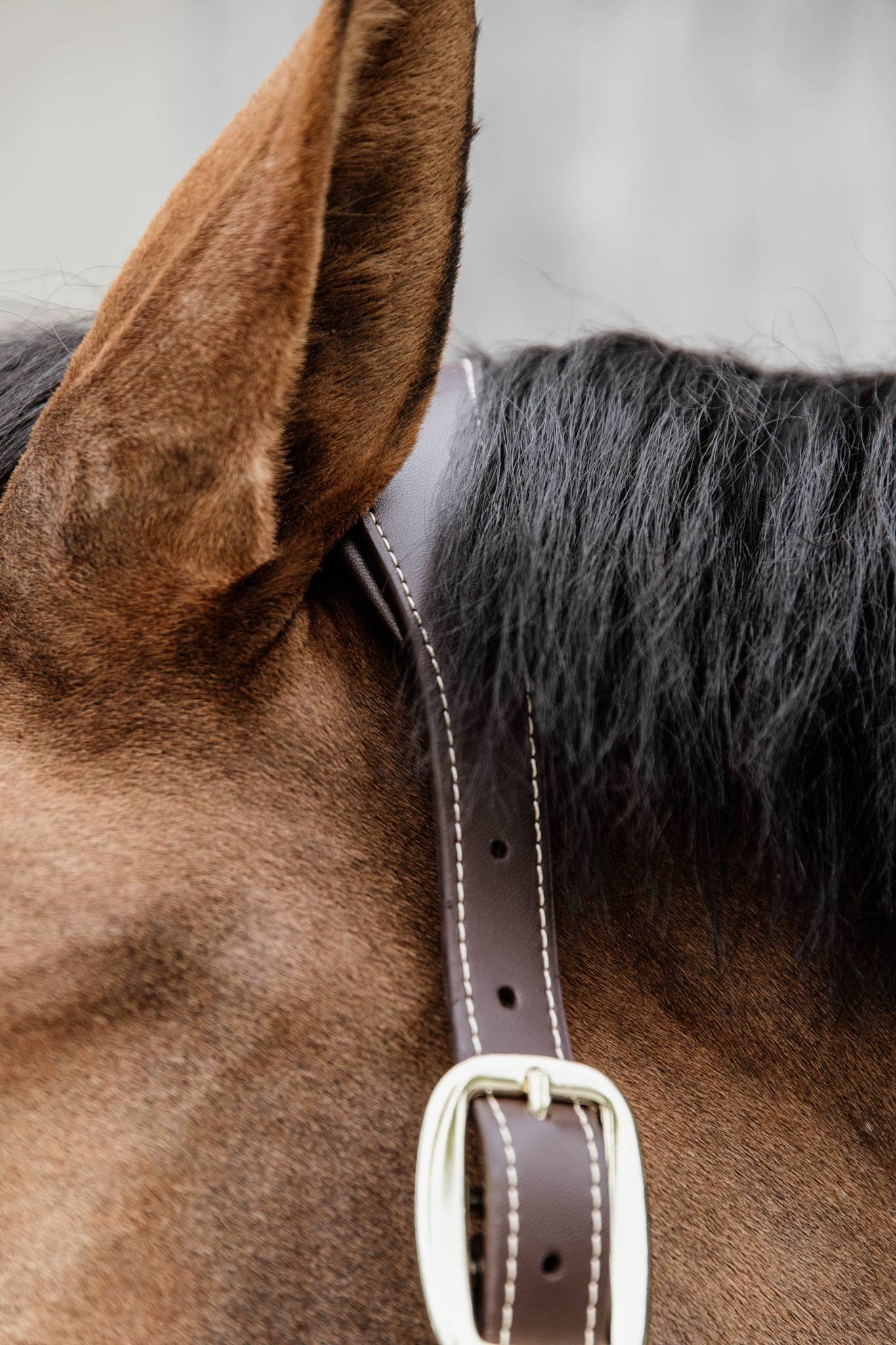 Anatomical nylon halter - Kentucky