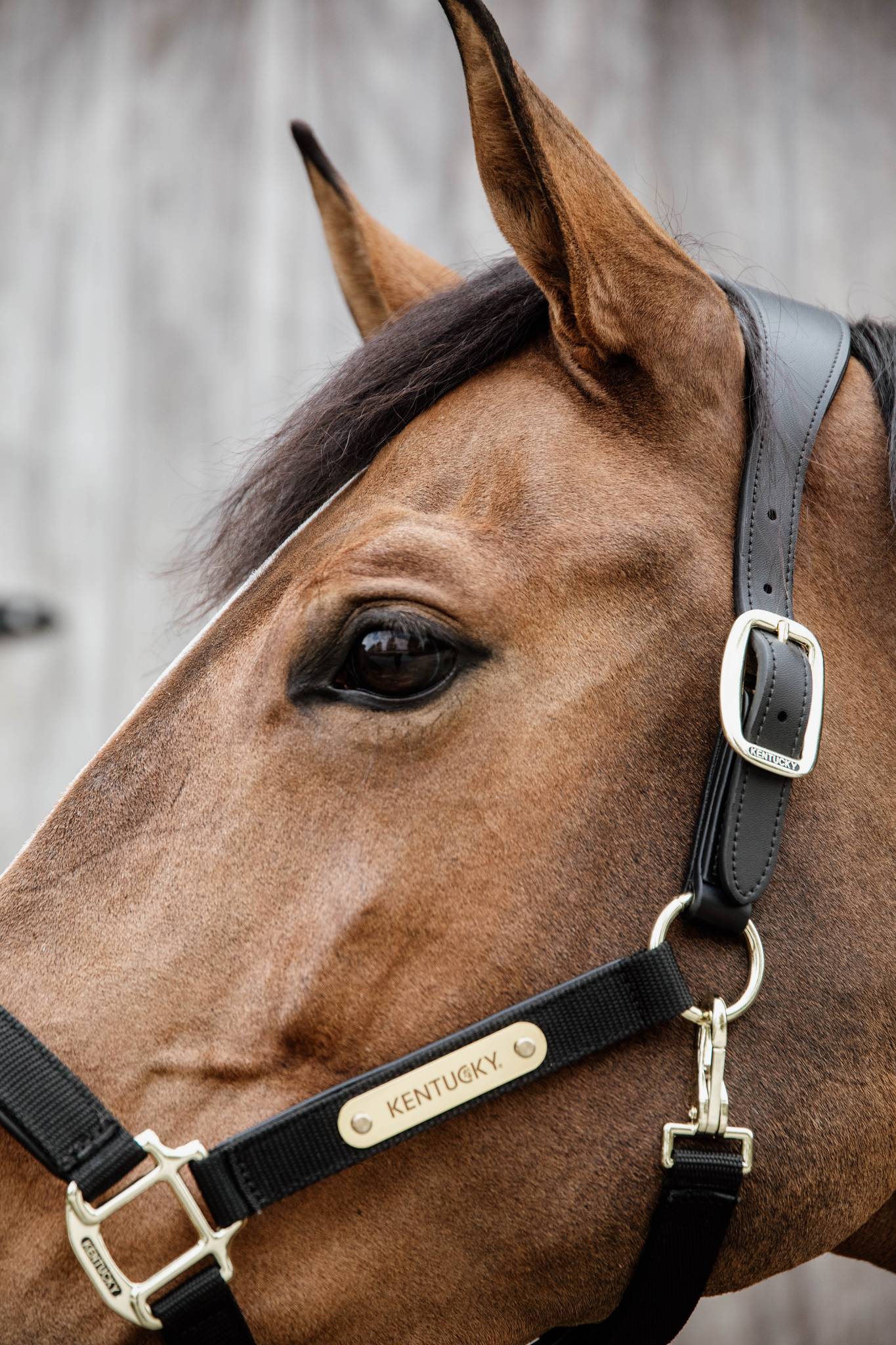 Anatomical nylon halter - Kentucky