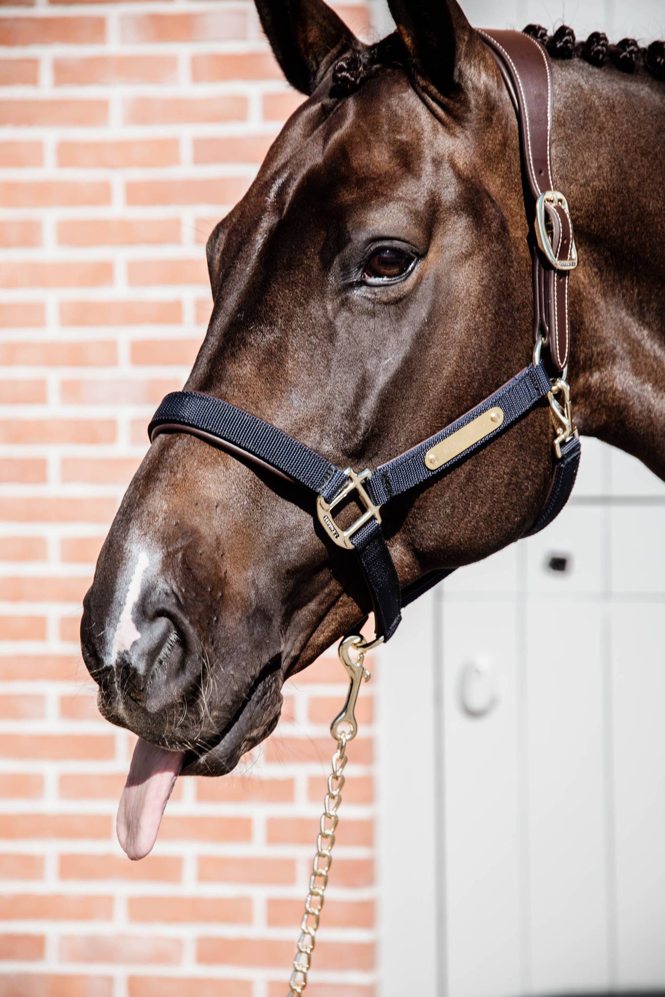Anatomical nylon halter - Kentucky