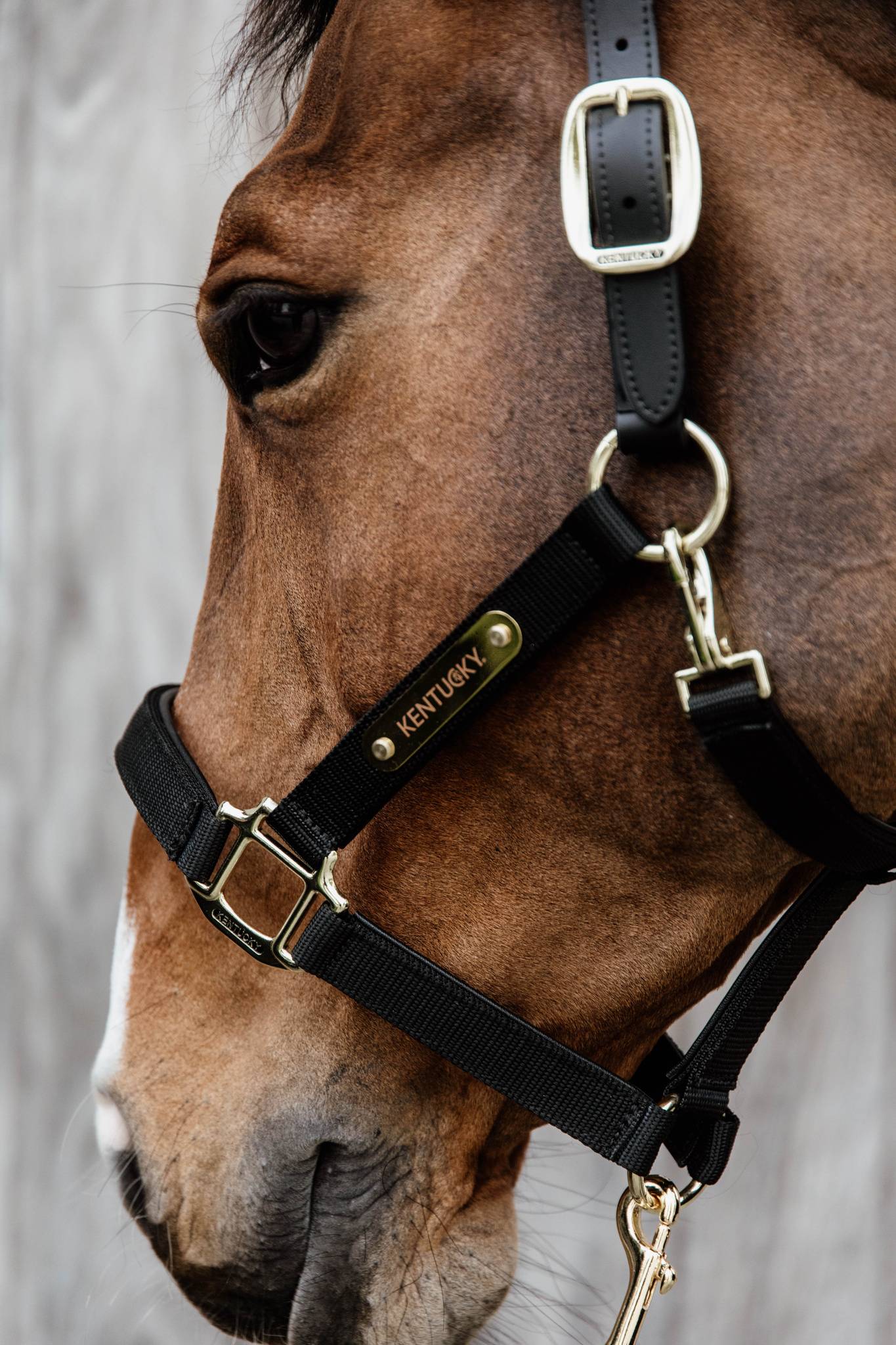 Anatomical nylon halter - Kentucky
