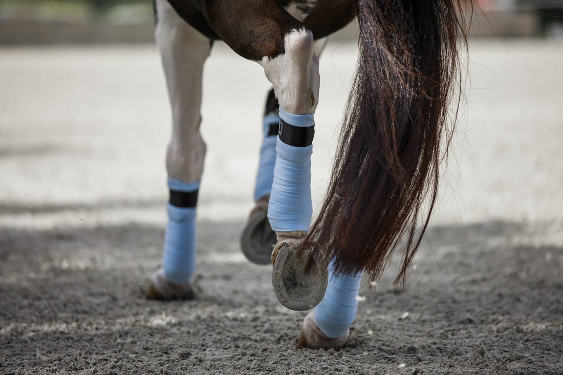 Morning Sky sky blue polo stripes - Equito