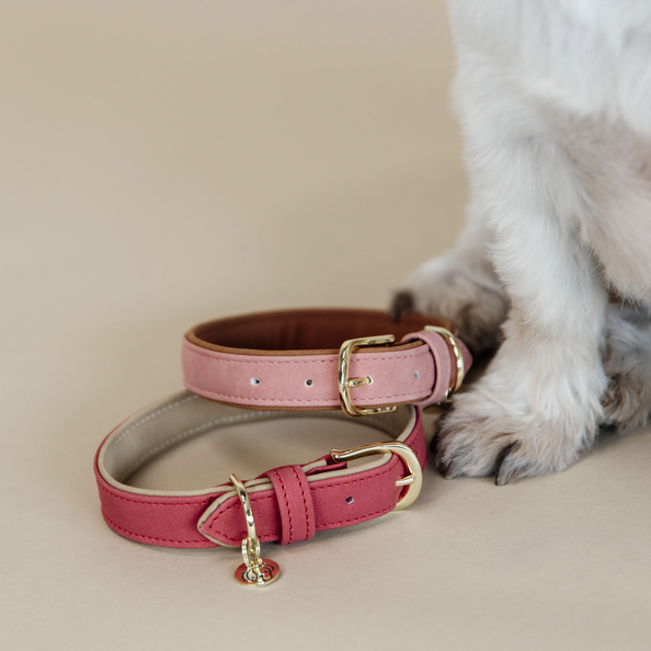 Vegan Leather Dog Collar - Kentucky