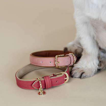 Vegan Leather Dog Collar - Kentucky