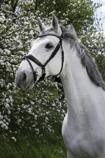 Pro Strass Bridle - Norton