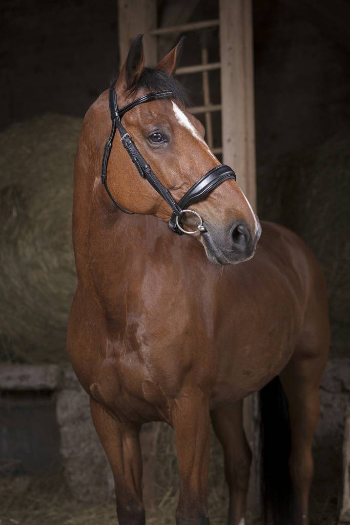 Comfort bridle - Norton PRO