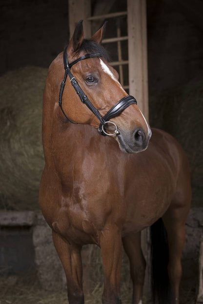 Comfort bridle - Norton PRO