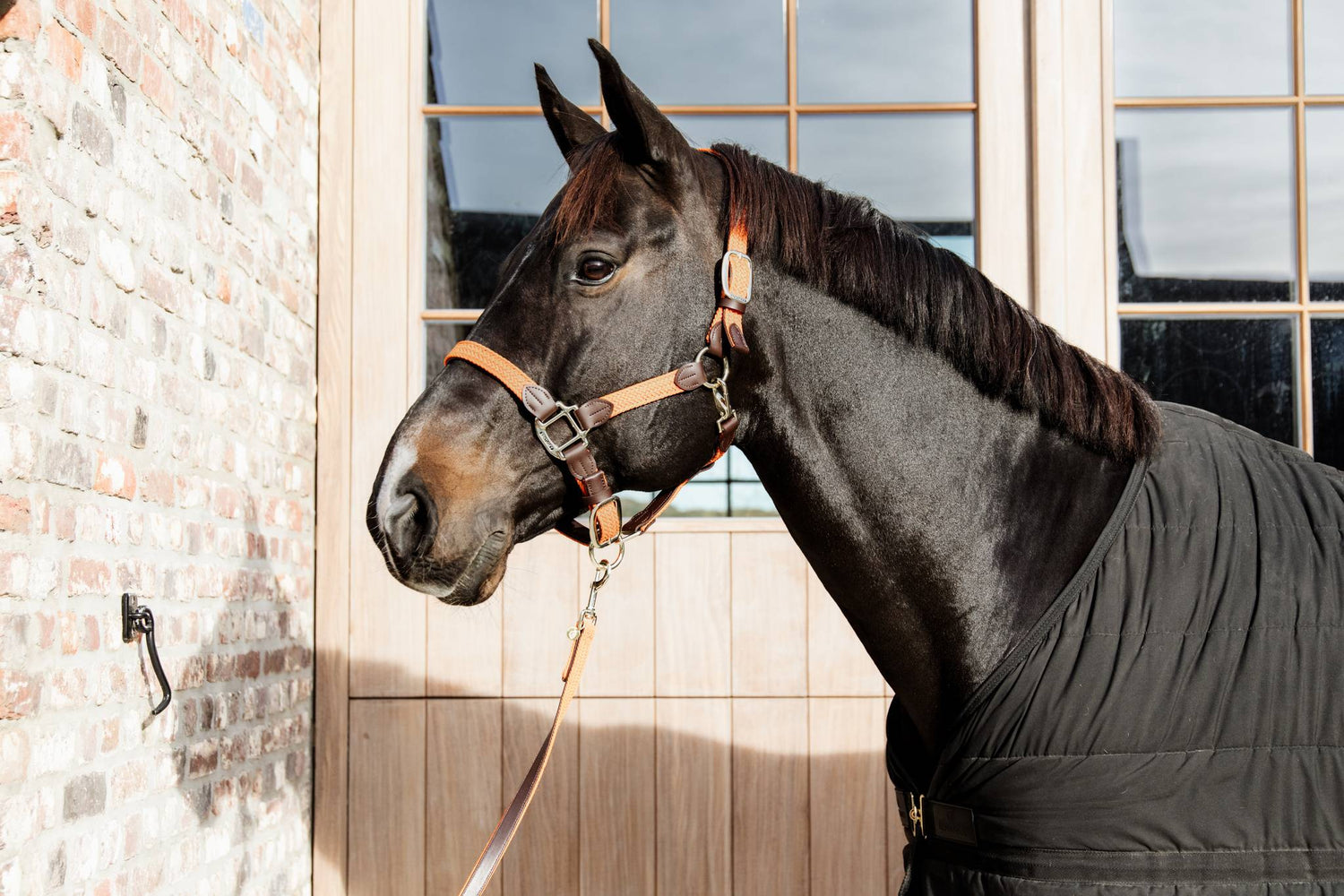 Braided nylon halter - Kentucky