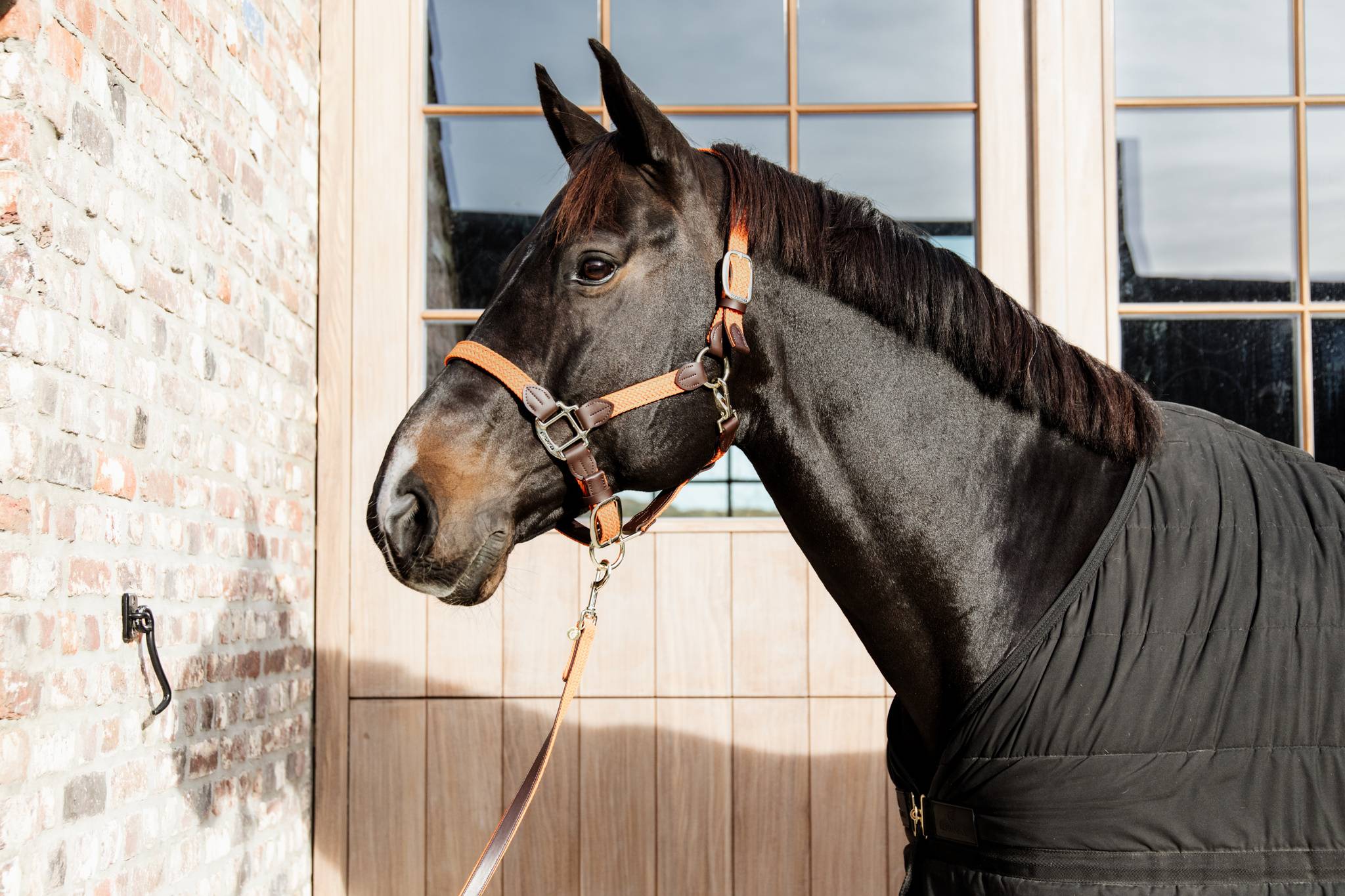Braided nylon halter - Kentucky