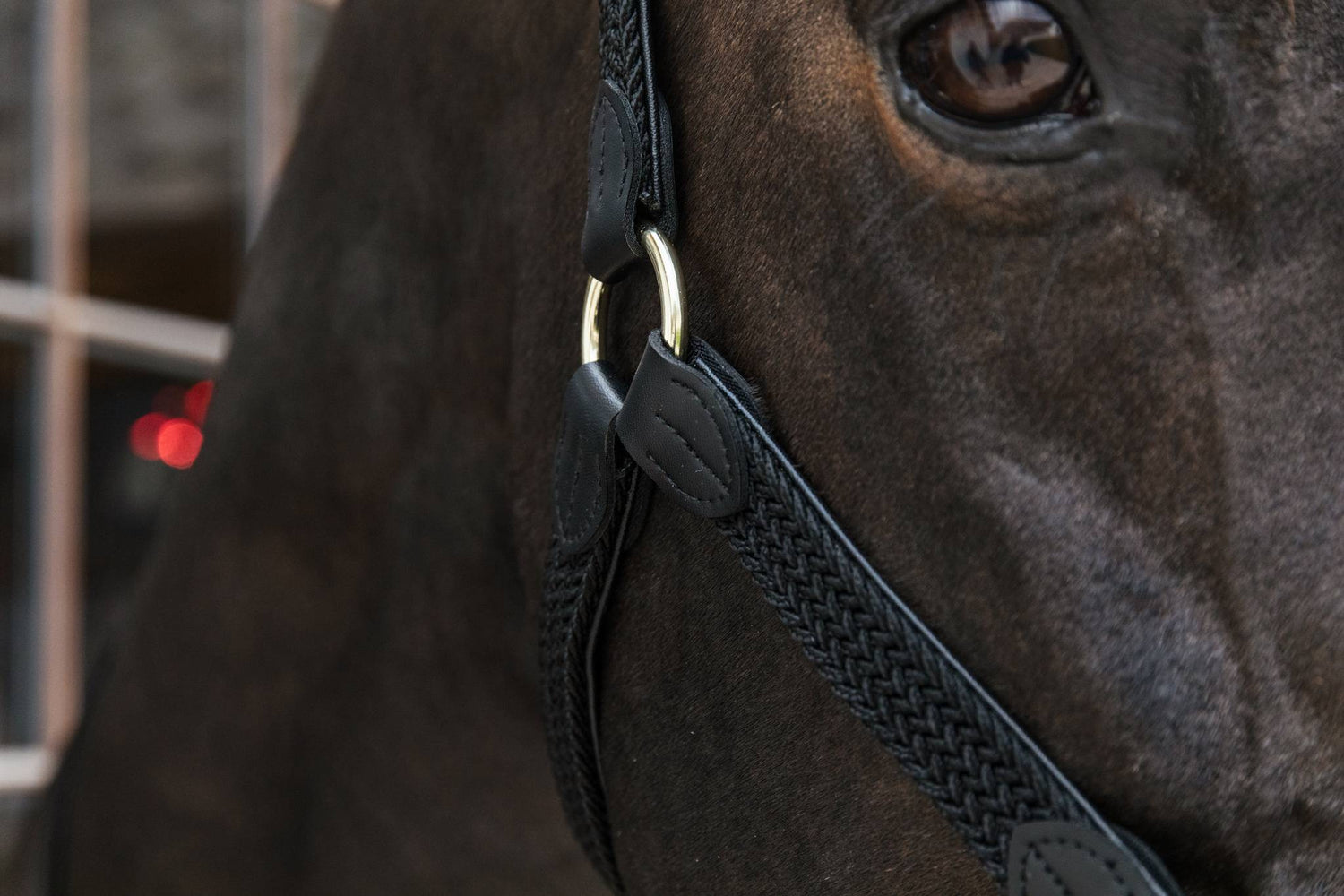 Braided nylon halter - Kentucky