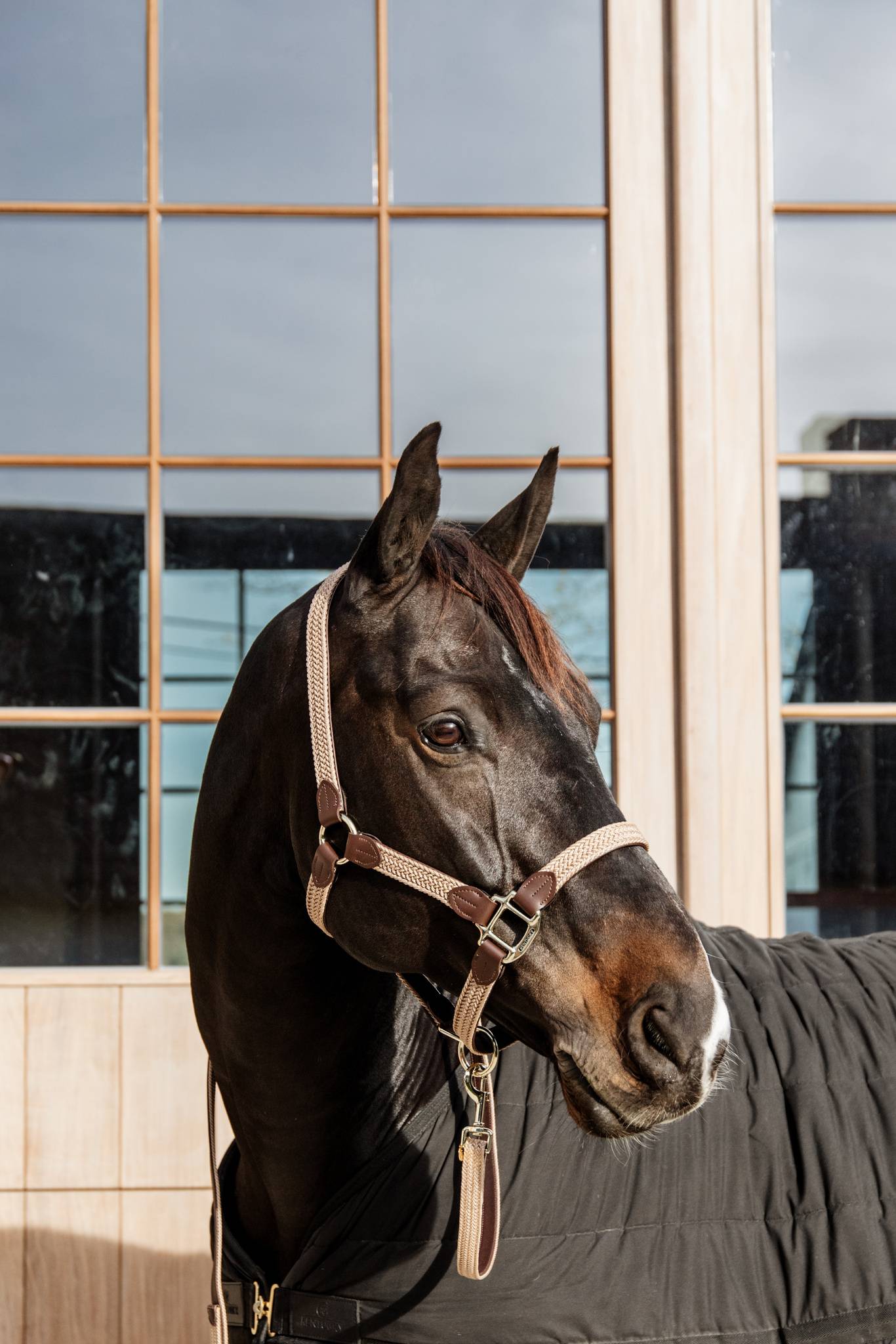 Braided nylon halter - Kentucky