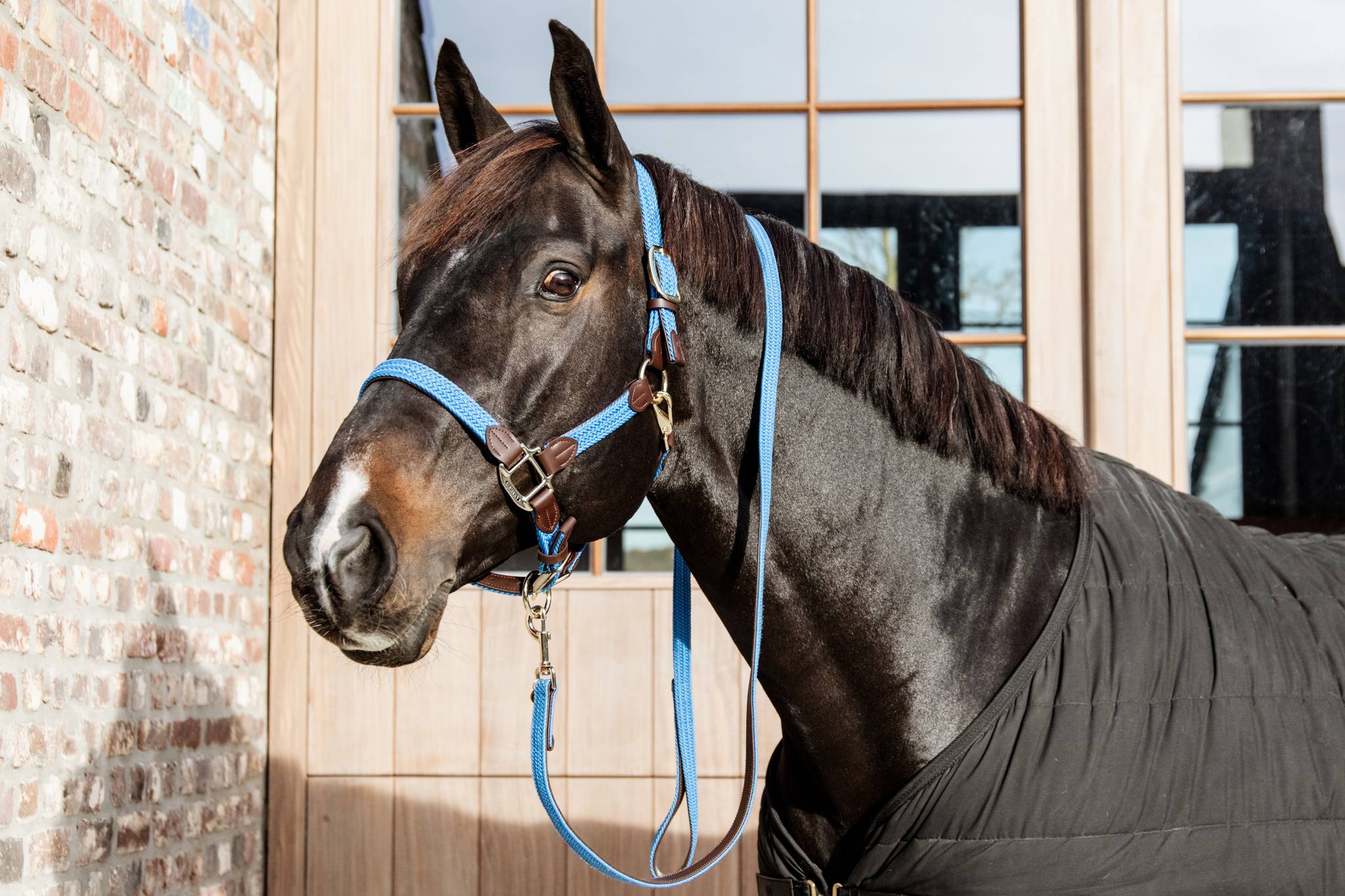 Braided nylon halter - Kentucky