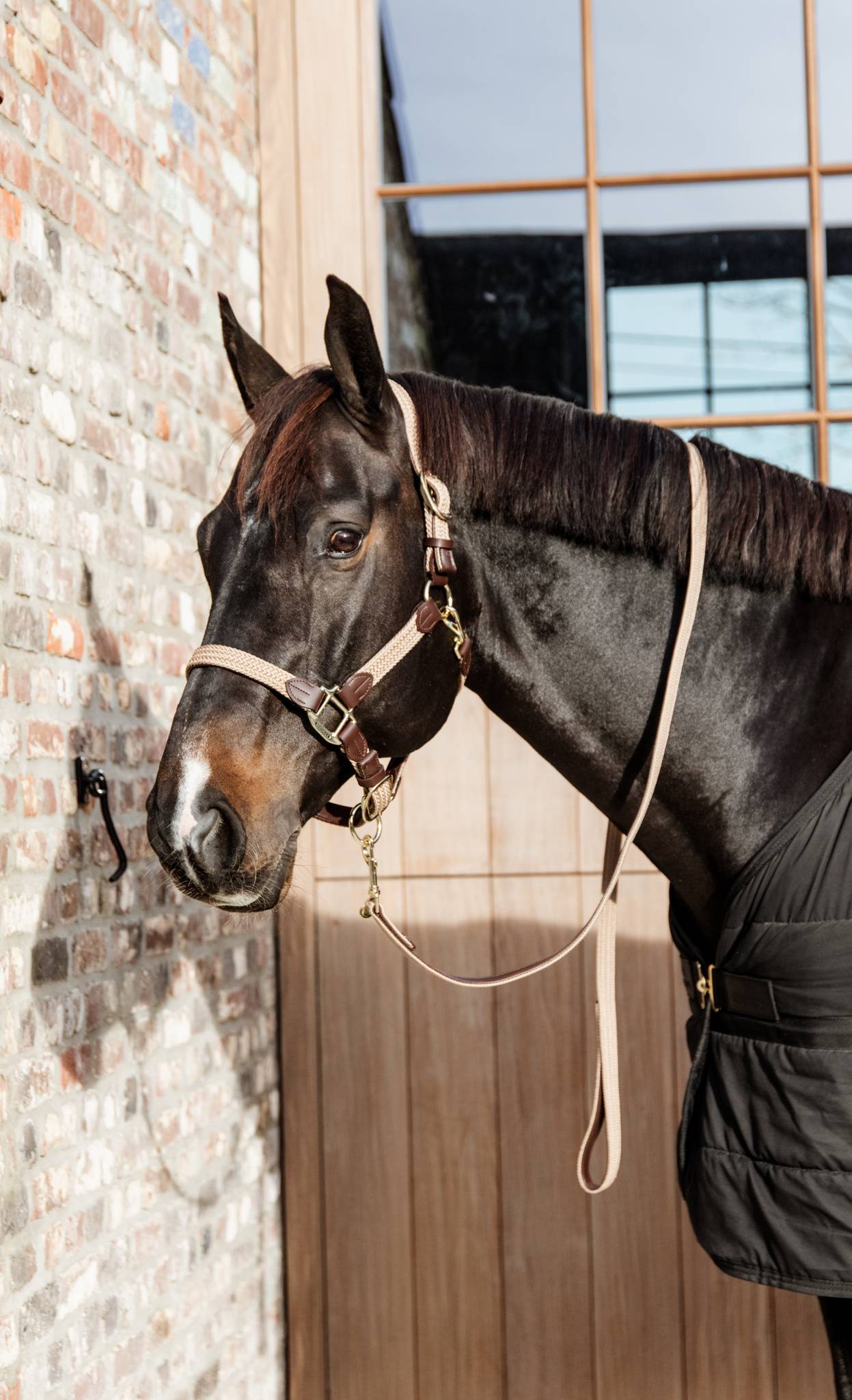 Braided nylon halter - Kentucky