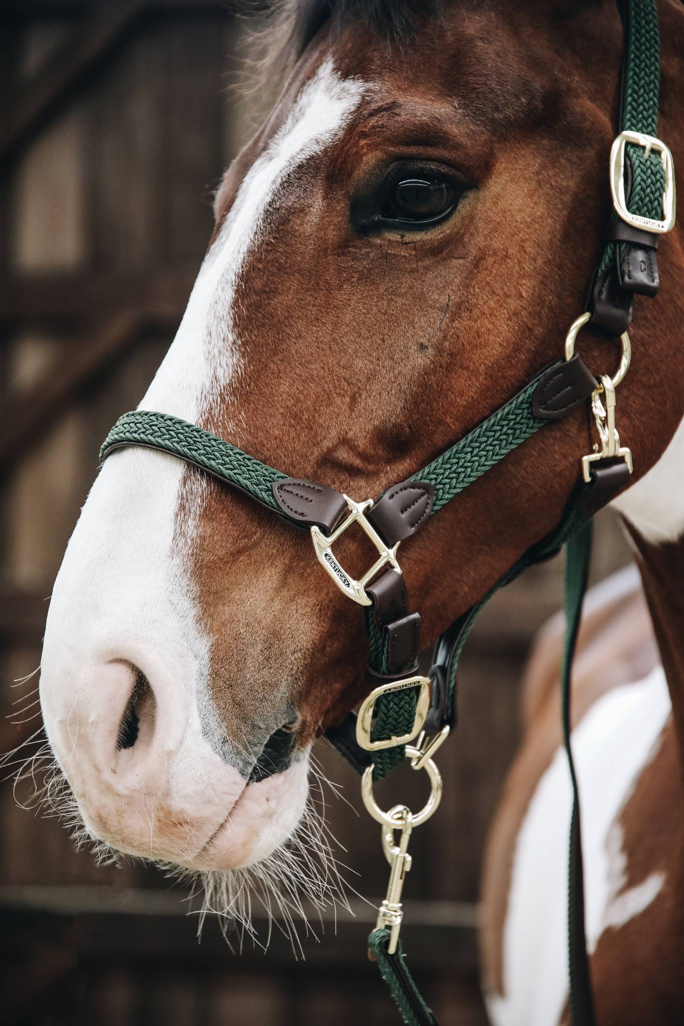 Braided nylon halter - Kentucky