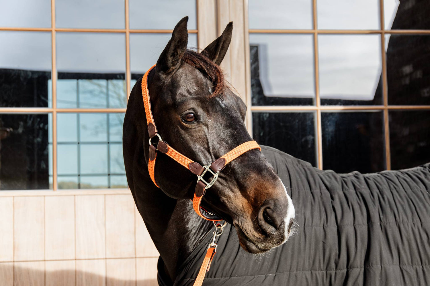 Braided nylon halter - Kentucky