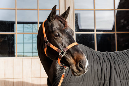 Braided nylon halter - Kentucky