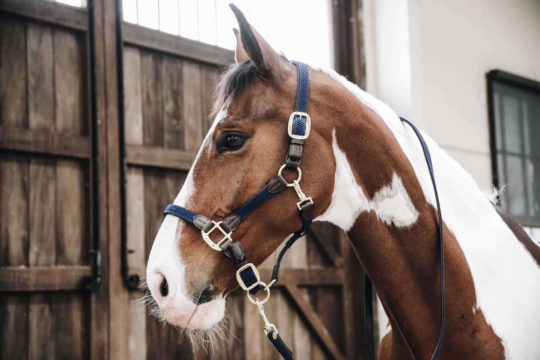 Braided nylon halter - Kentucky