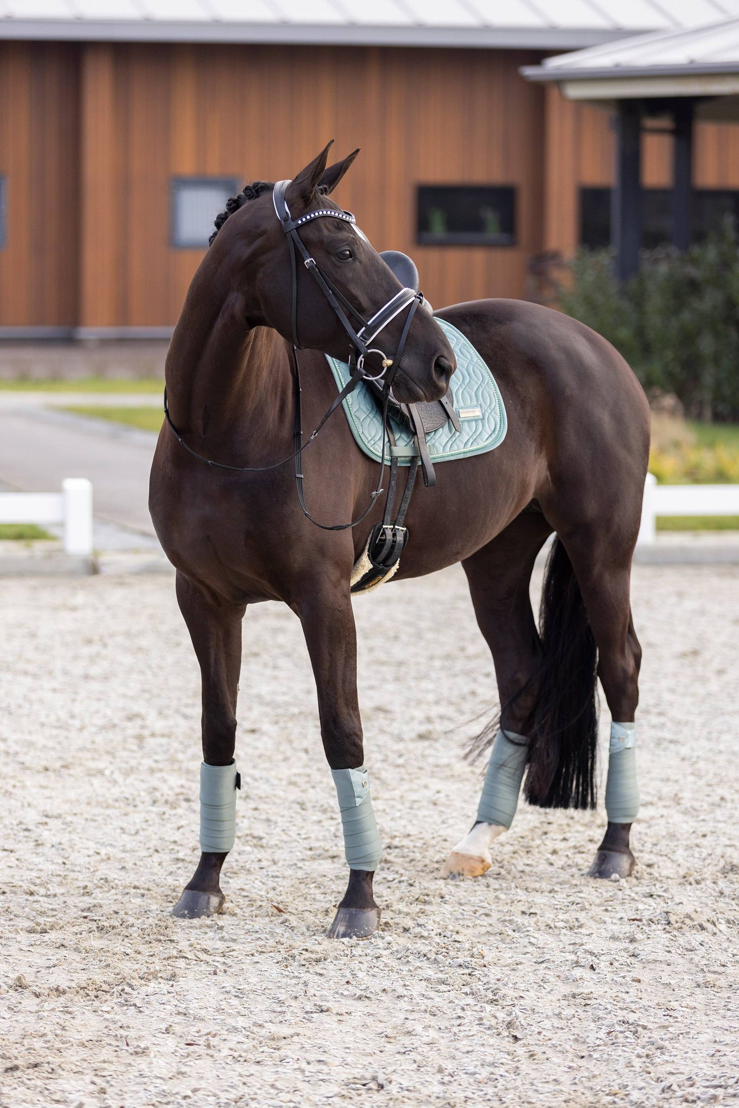 Sky velvet carpet - Imperial Riding