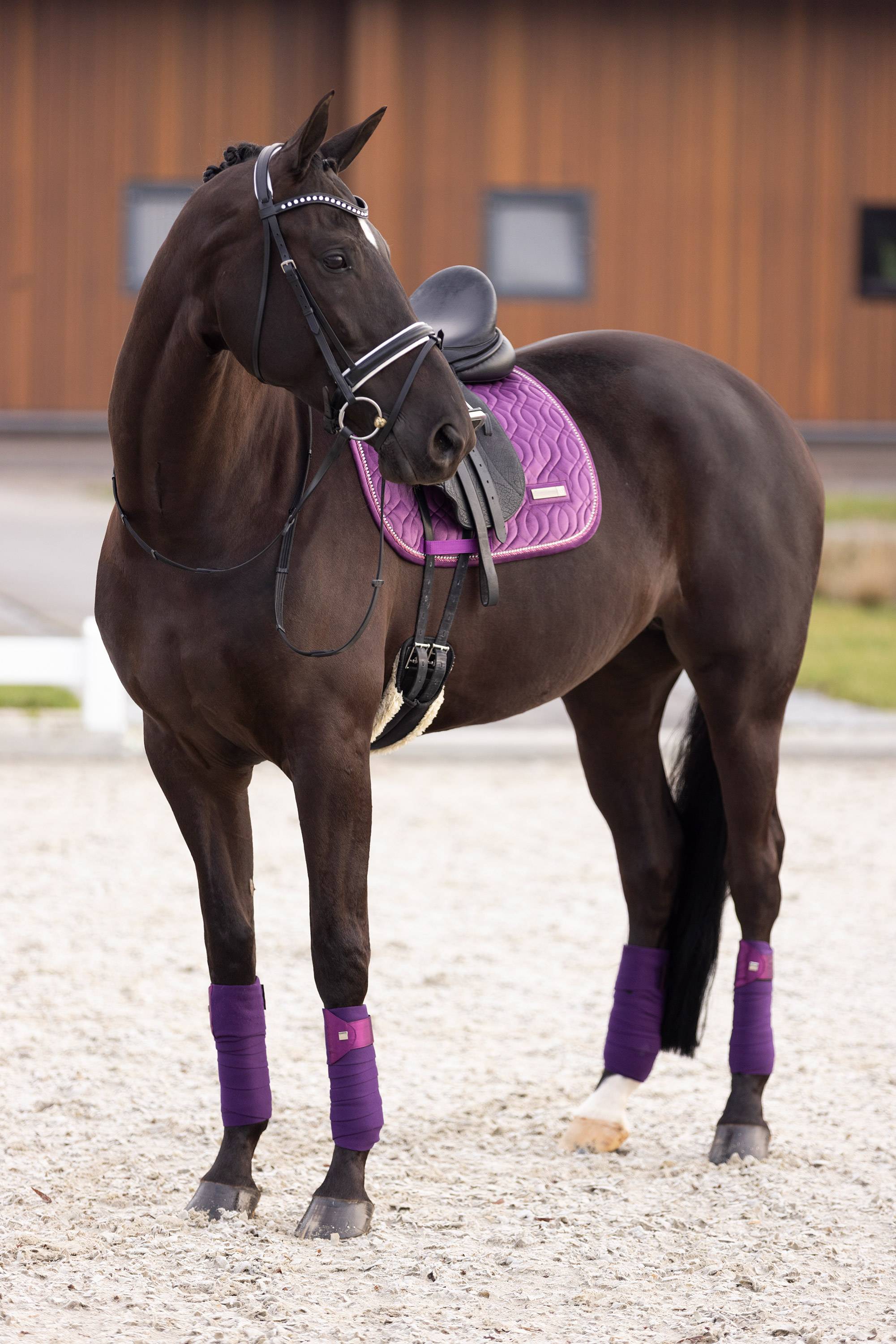 Sky velvet carpet - Imperial Riding