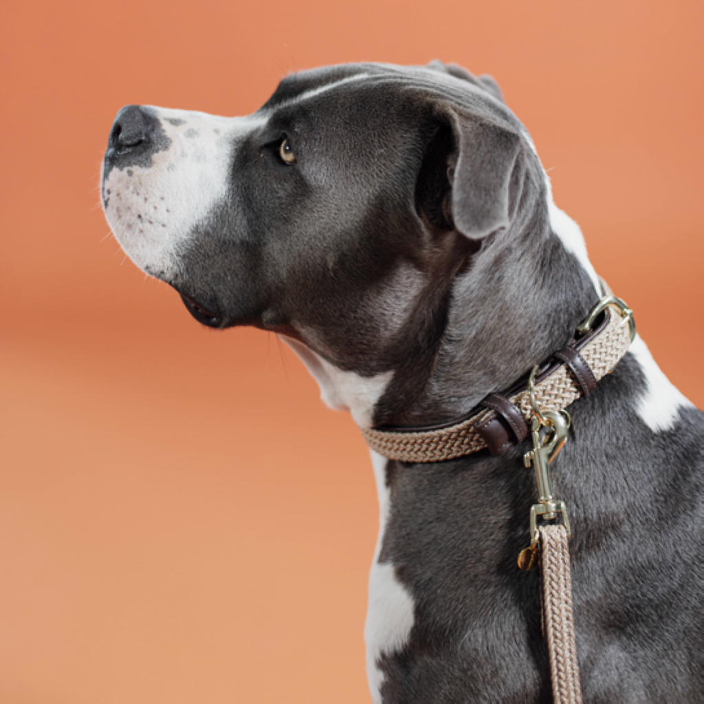 Collier pour chien en Nylon tressé - Kentucky