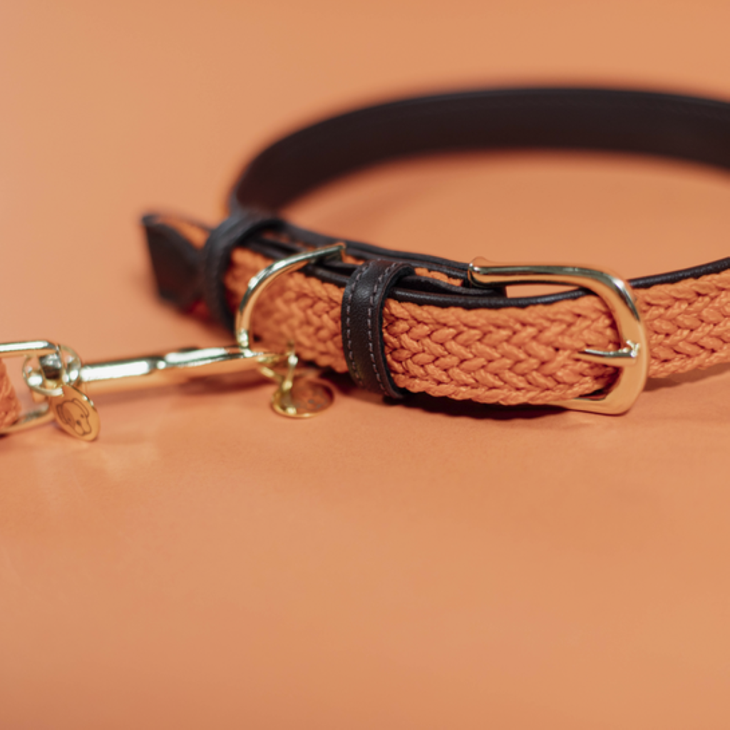 Collier pour chien en Nylon tressé - Kentucky