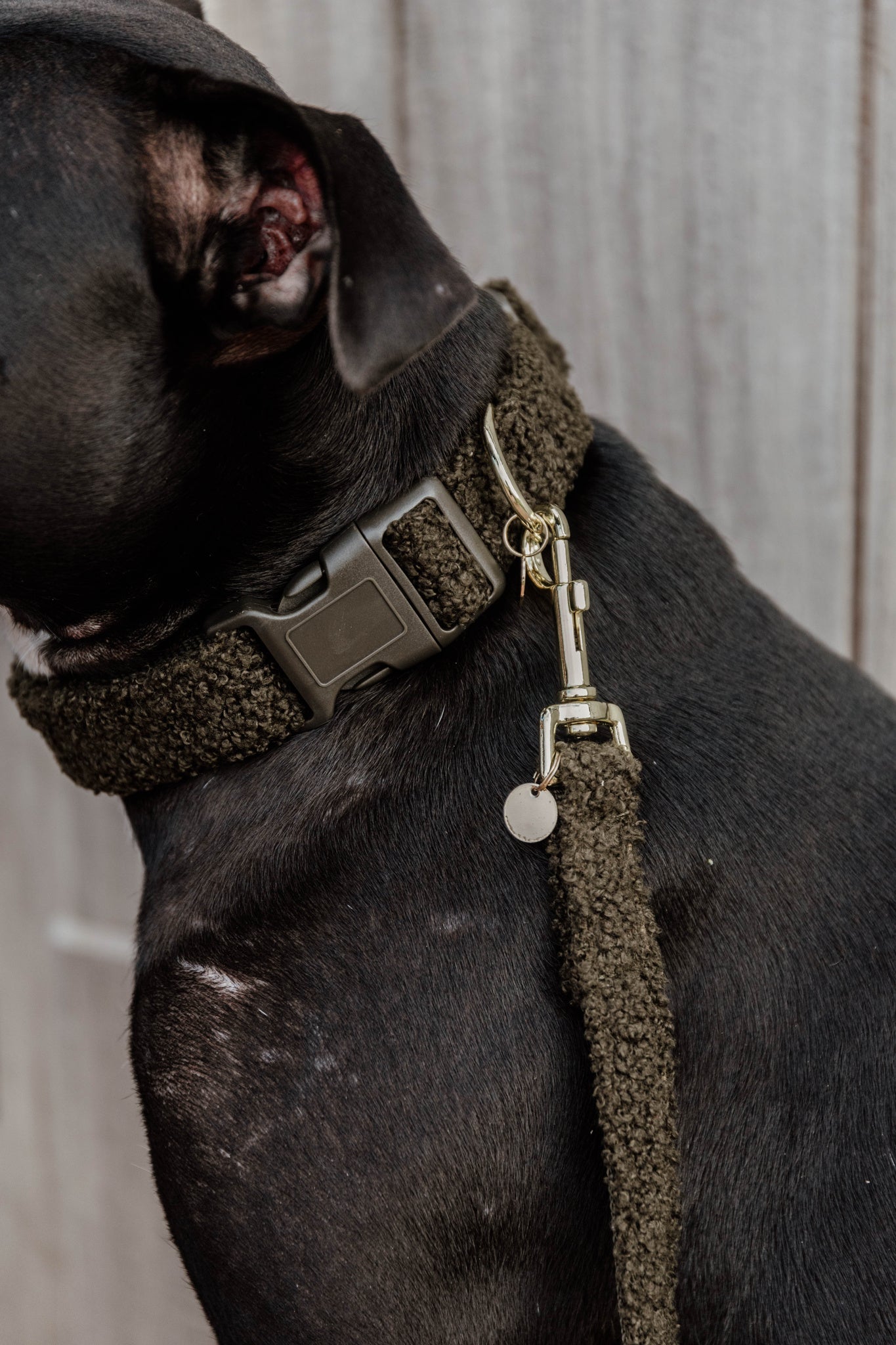 Collier pour chien Teddy Fleece - Kentucky