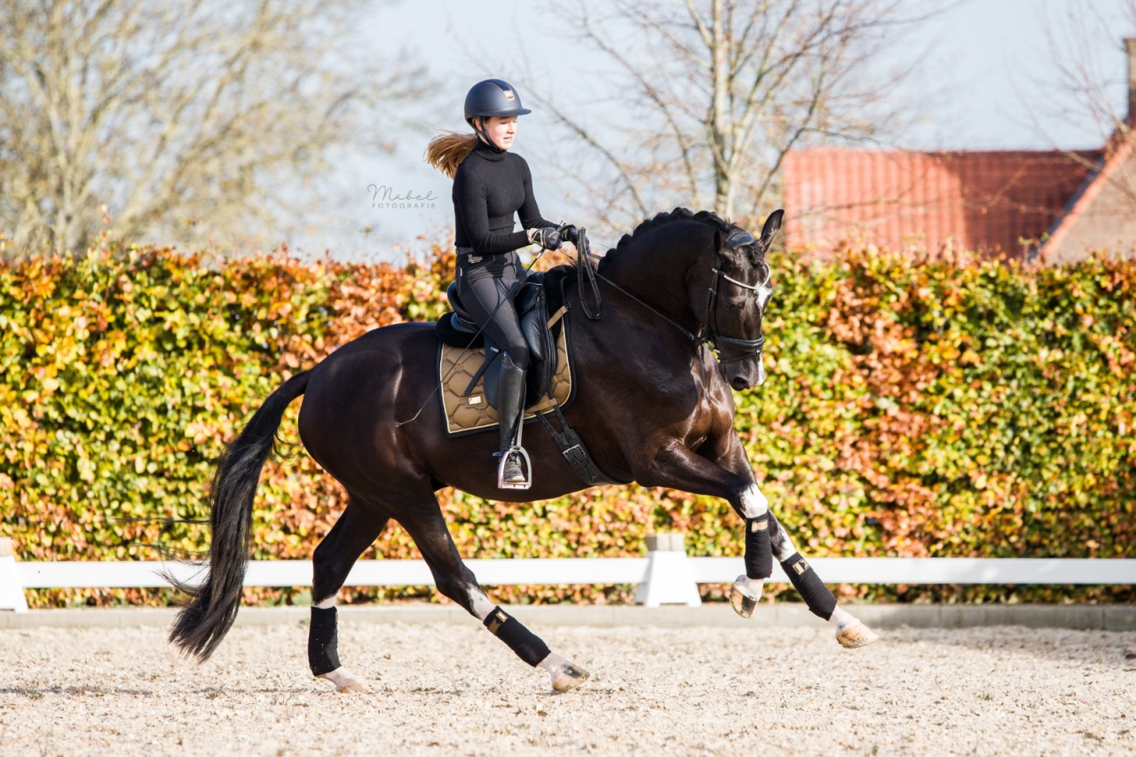 Golden Brass saddle pad - Equestrian Stockholm 