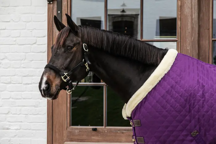 Presentation blanket 160 g Purple - Kentucky