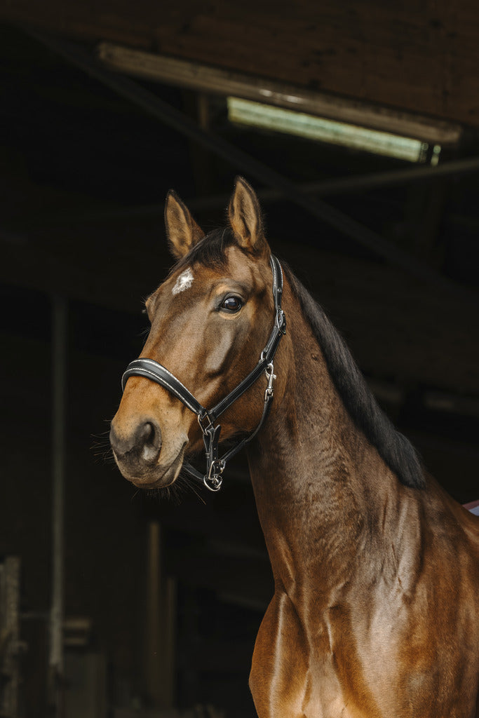 Rock Leather Halter - Norton